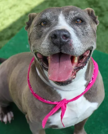 Pasadena Humane Society | The Grey Muzzle Organization